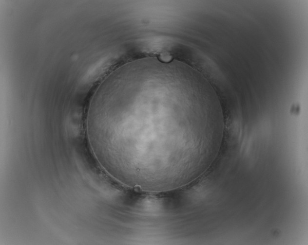 X0000113050416200908271536