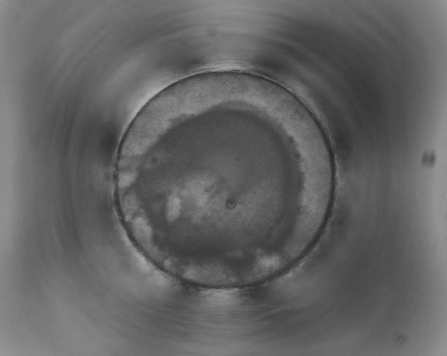 X0000113050810200908271529