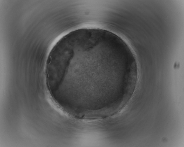 X0000113050864200908271529