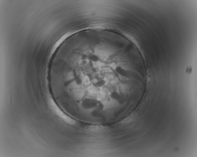 X0000113051091200908271525