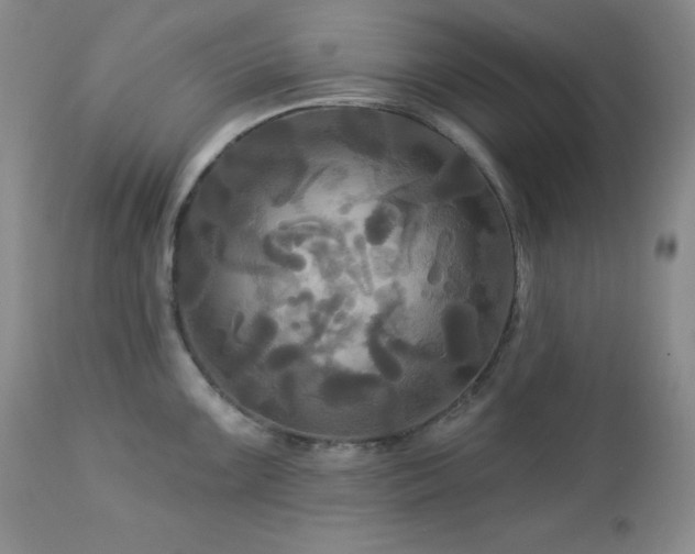 X0000113051099200908271525