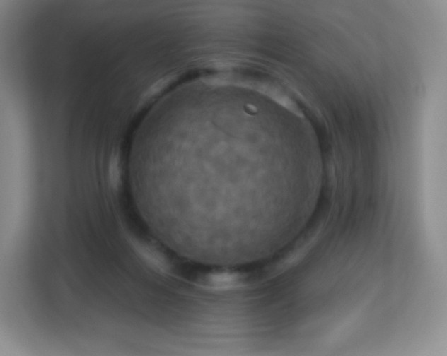 X0000113050216200909031338