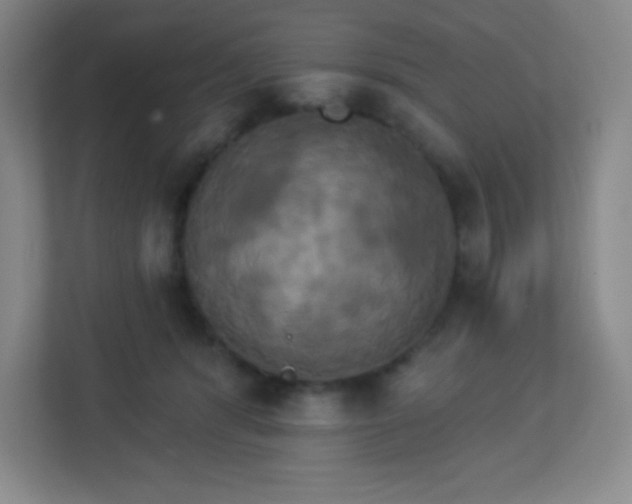 X0000113050416200909031336