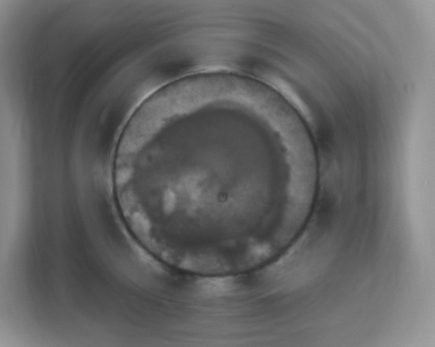 X0000113050810200909031330