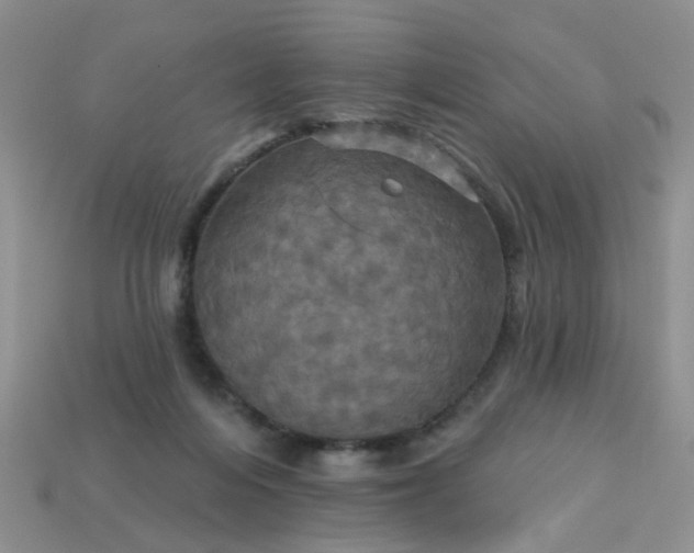 X0000113050216200909101946