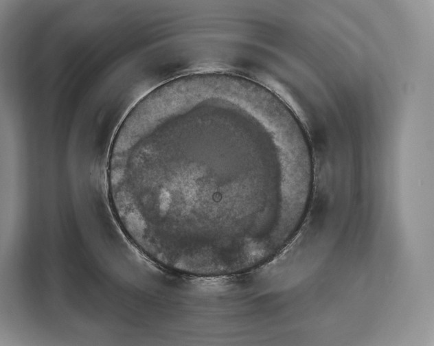 X0000113050810200909171540