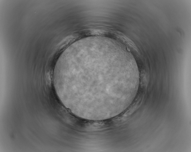 X0000113050329200909241500