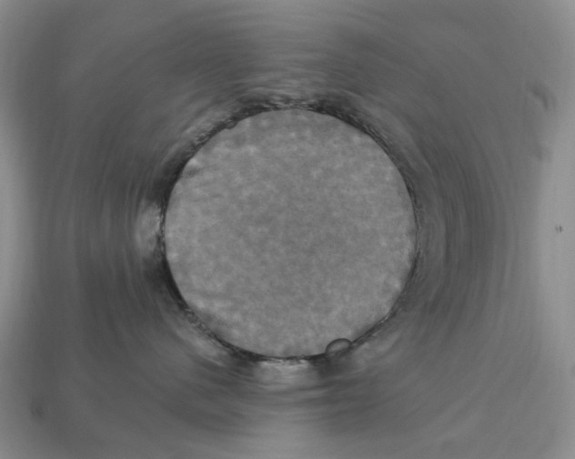 X0000113050480200909241459