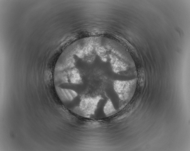 X0000113050523200909241458