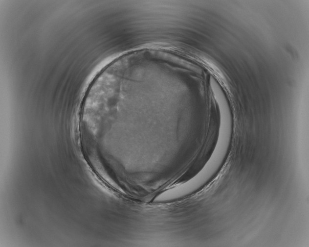 X0000113050808200909241454