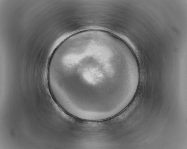 X0000113050910200909241452