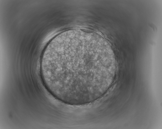 X0000113050005200910081241