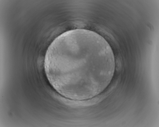 X0000113050034200910081241