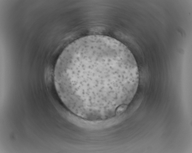 X0000113050038200910081241