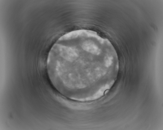X0000113050040200910081241