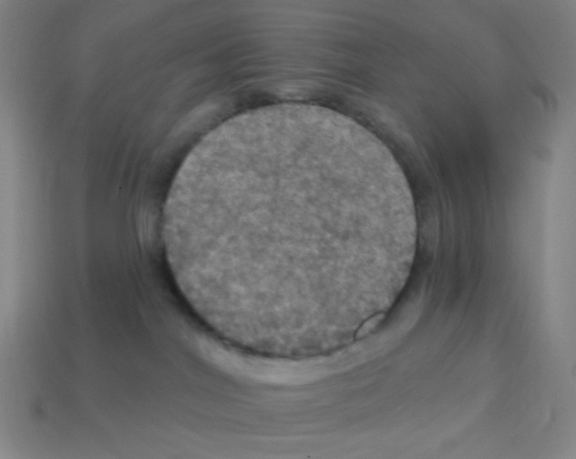 X0000113050044200910081241