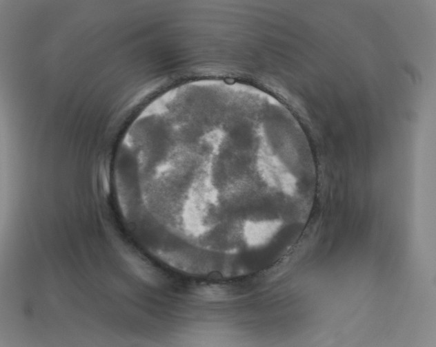 X0000113050062200910081240