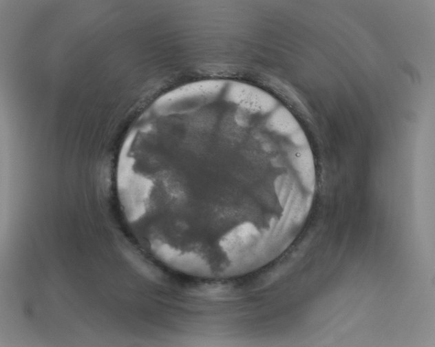 X0000113050065200910081240