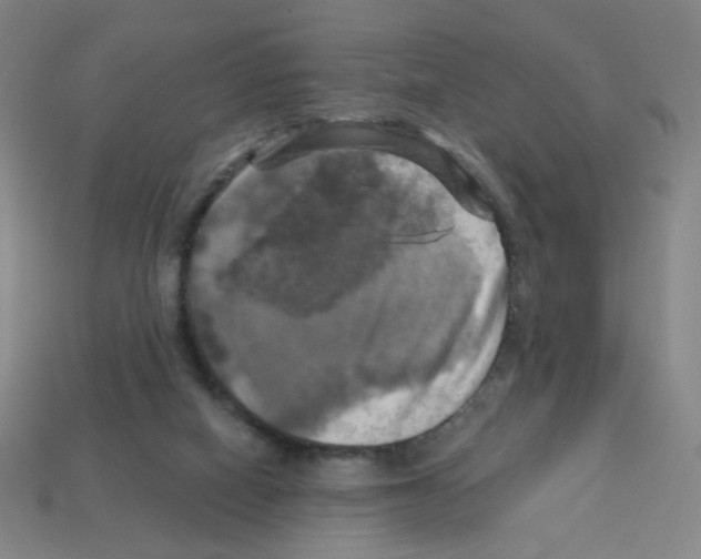 X0000113050066200910081240