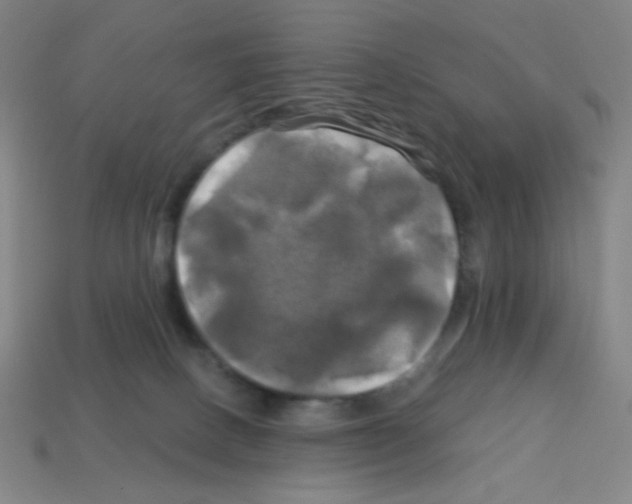 X0000113050082200910081240