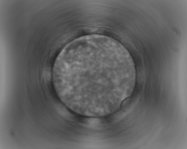 X0000113050085200910081240