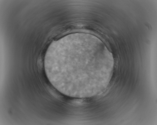 X0000113050086200910081240