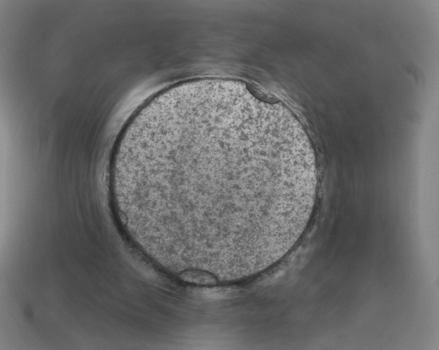 X0000113050103200910081240