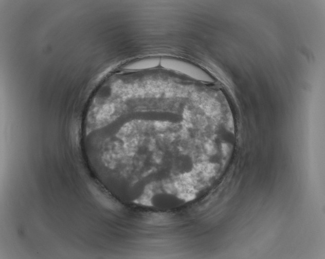 X0000113050107200910081240