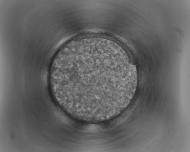 X0000113050111200910081240