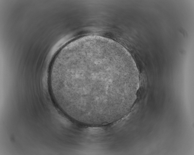 X0000113050150200910081239