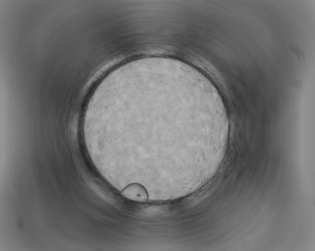 X0000113050155200910081239
