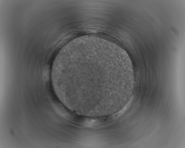 X0000113050174200910081239