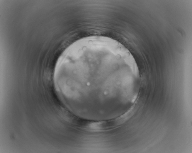 X0000113050178200910081239