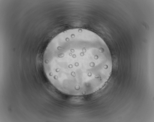 X0000113050179200910081239