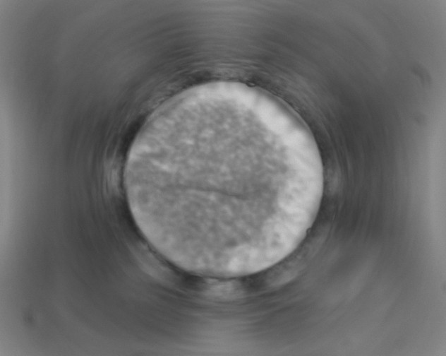 X0000113050185200910081239