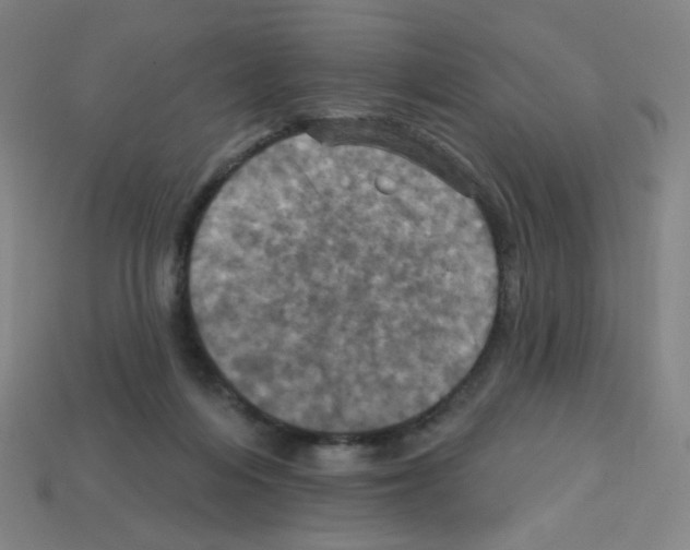 X0000113050216200910081238