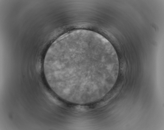 X0000113050261200910081237