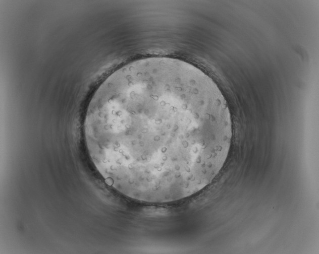 X0000113050354200910081236