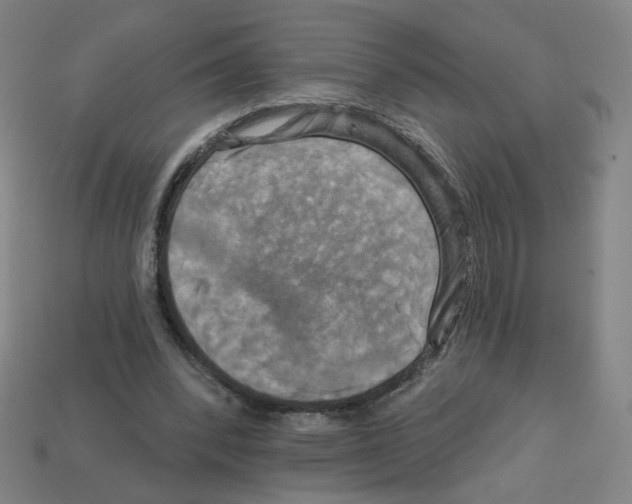 X0000113050392200910081236