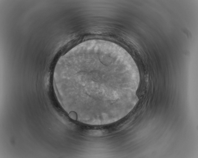 X0000113050404200910081236