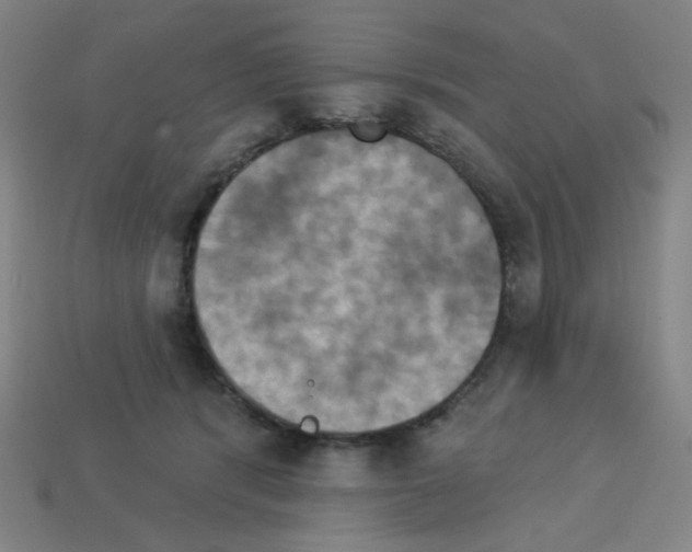 X0000113050416200910081235
