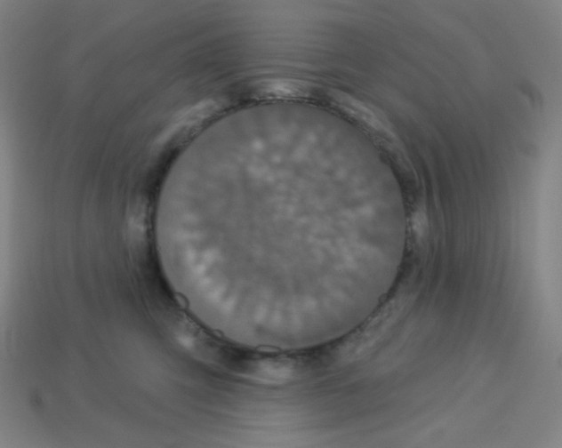 X0000113050423200910081235