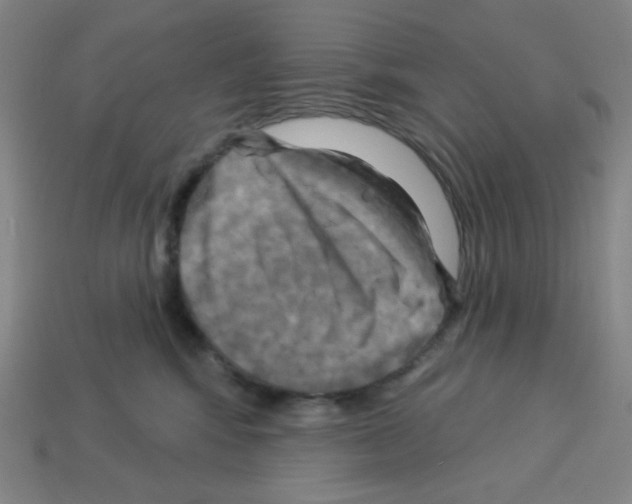 X0000113050424200910081235