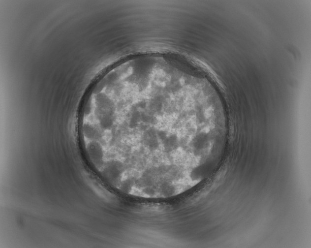 X0000113050439200910081235