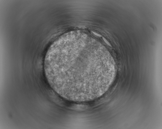 X0000113050466200910081235