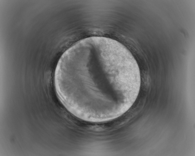 X0000113050511200910081234