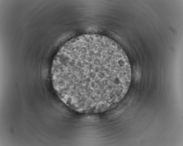 X0000113050619200910081233