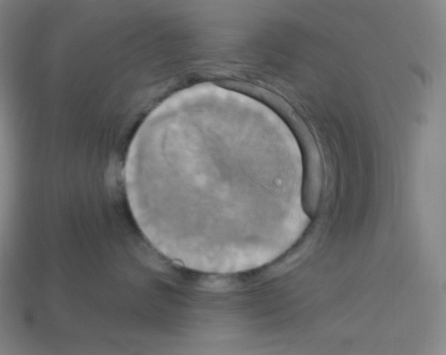 X0000113050624200910081233