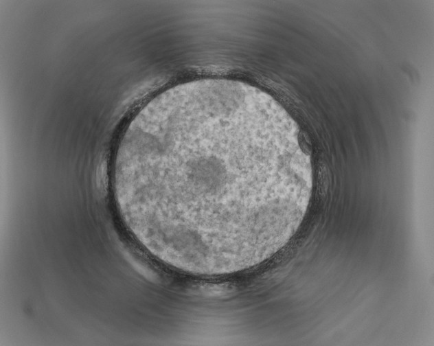X0000113050638200910081232