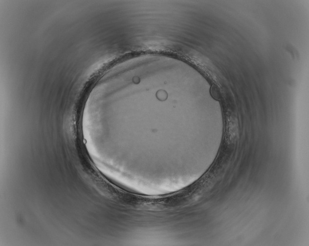 X0000113050680200910081232
